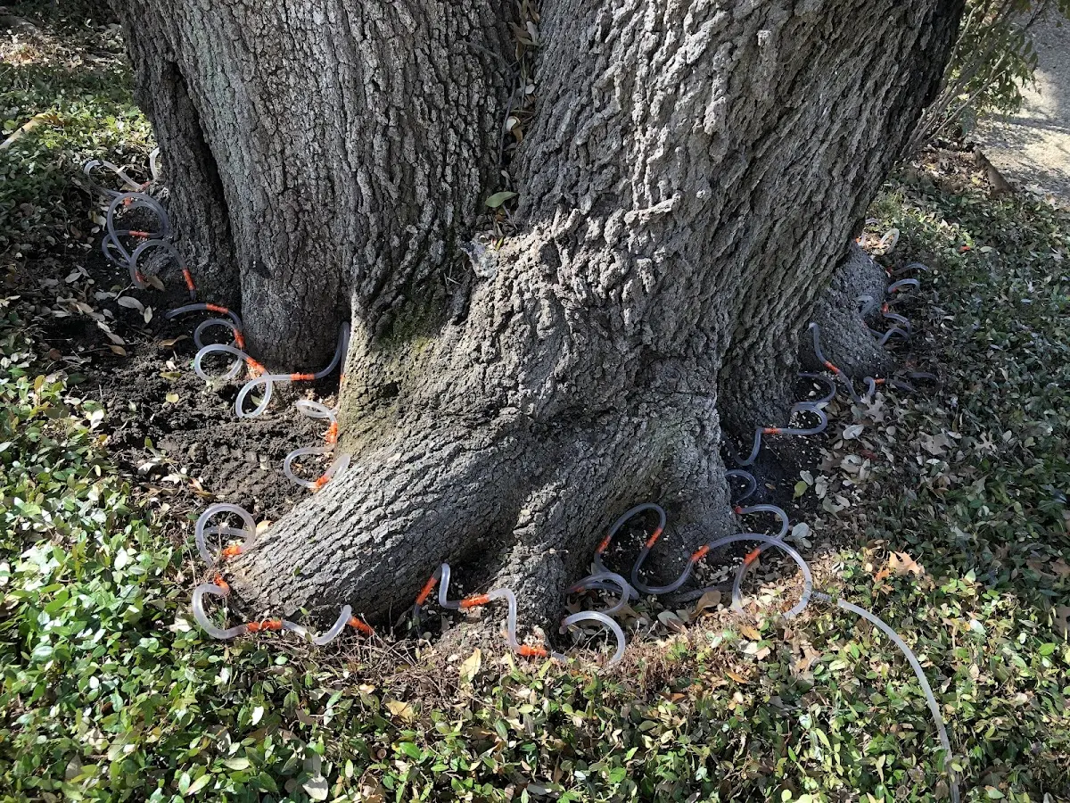 Detailed Tree Cabling and Bracing job site in Welcome