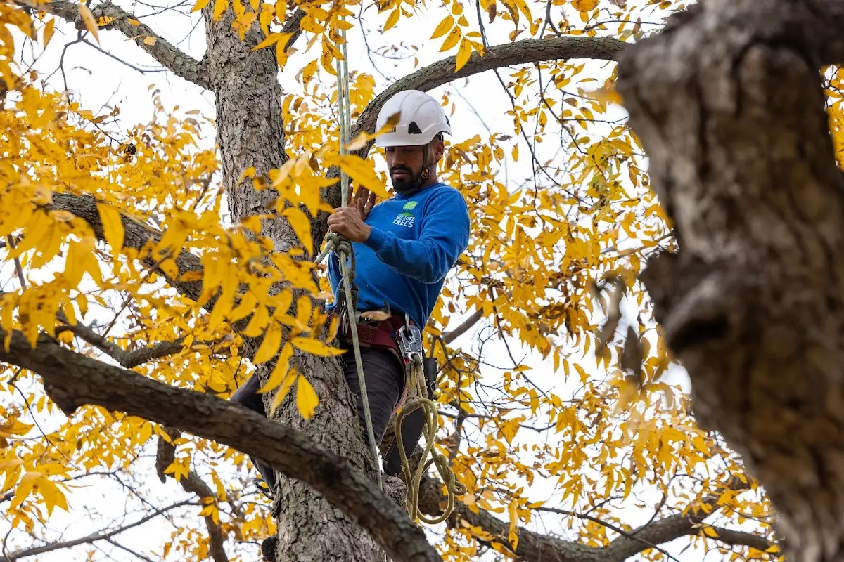Skilled Tree Trimming crew working in Welcome